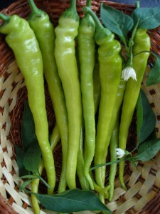 chorbadjiiski
